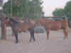 MissyandBreeze.jpg (46872 bytes)